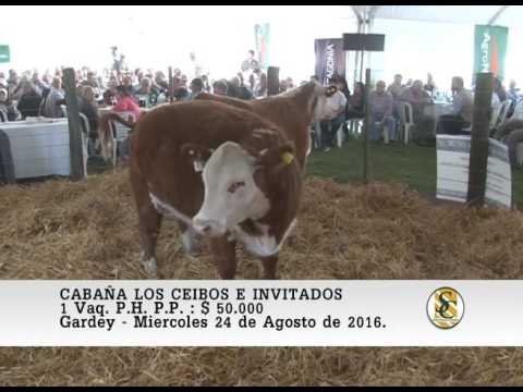 24-08-16 Venta de Vaquillonas P.P. Preñadas - Cabaña Los Ceibos e Invitados - Gardey.
