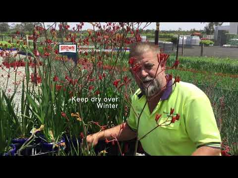 image-How long do kangaroo paws last?