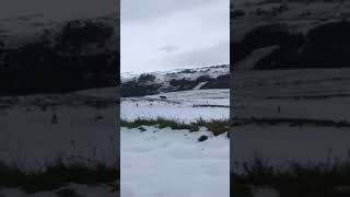 lupi-tra-le-neve-in-alta-irpinia