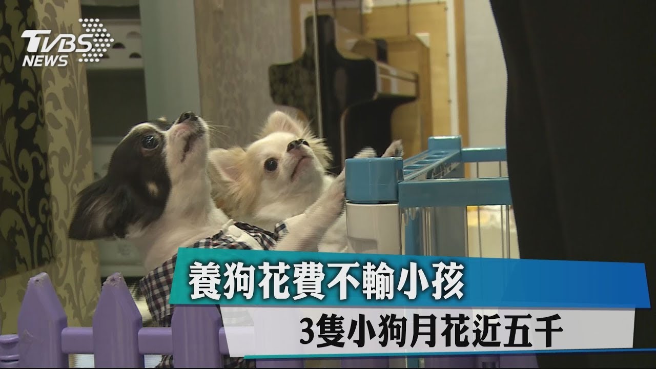 養狗花費不輸小孩　3隻小狗月花近5千
