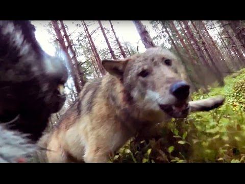 , title : 'Vargar attackerar jämthundstiken Klara (wolves attack hunting dog)