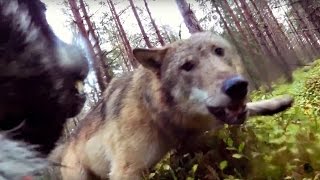 Vargar attackerar jämthundstiken Klara (wolves attack hunting dog)