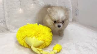 ハーフ犬の動画01