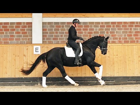 Sold: Delia, 4j. von Despacito x Rousseau. Ähnliche Pferde aus eigener Aufzucht unter 03301 577 2585