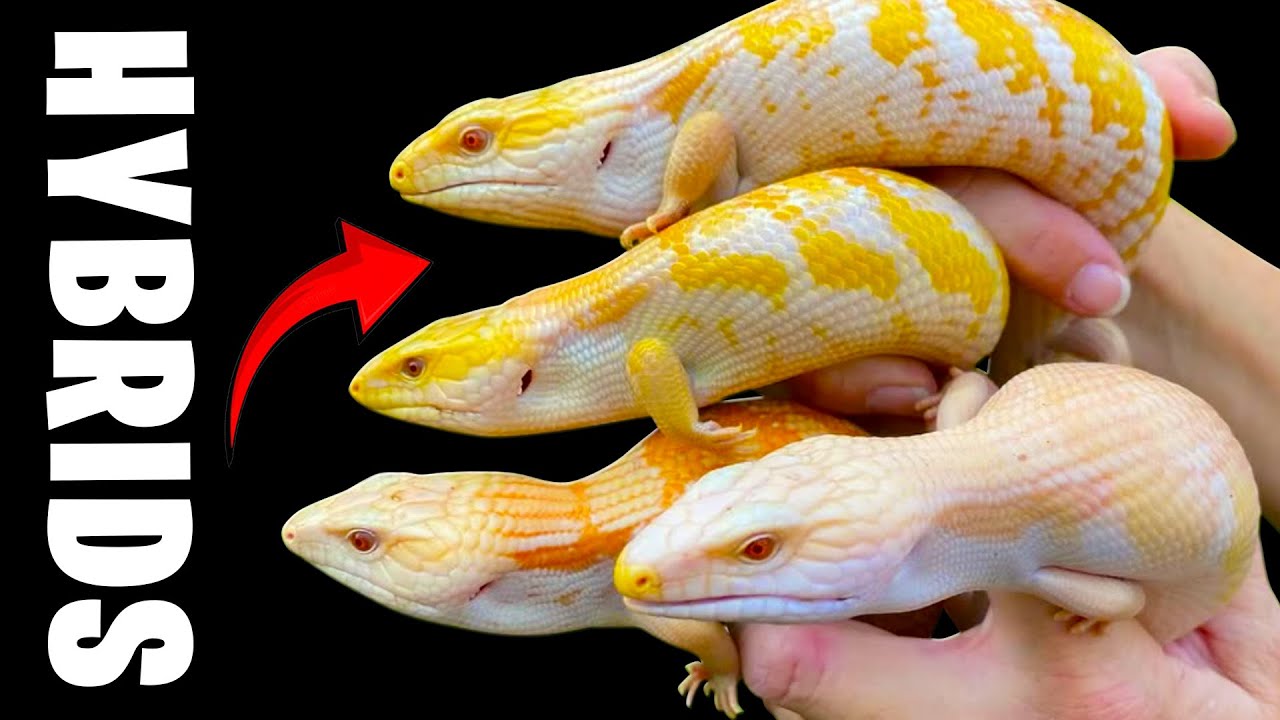 The Art of Hybrid Breeding: Stronger, Smarter, Healthier!