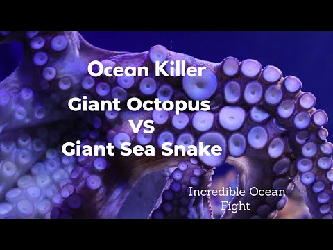 Incredible Fight! Amazing Giant Octopus Vs Giant Sea Snake. Ocean Killer