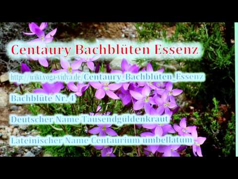 Centaury Bachblüten Essenz