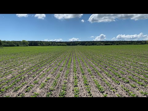 Herbizidabschluss in Zuckerrüben