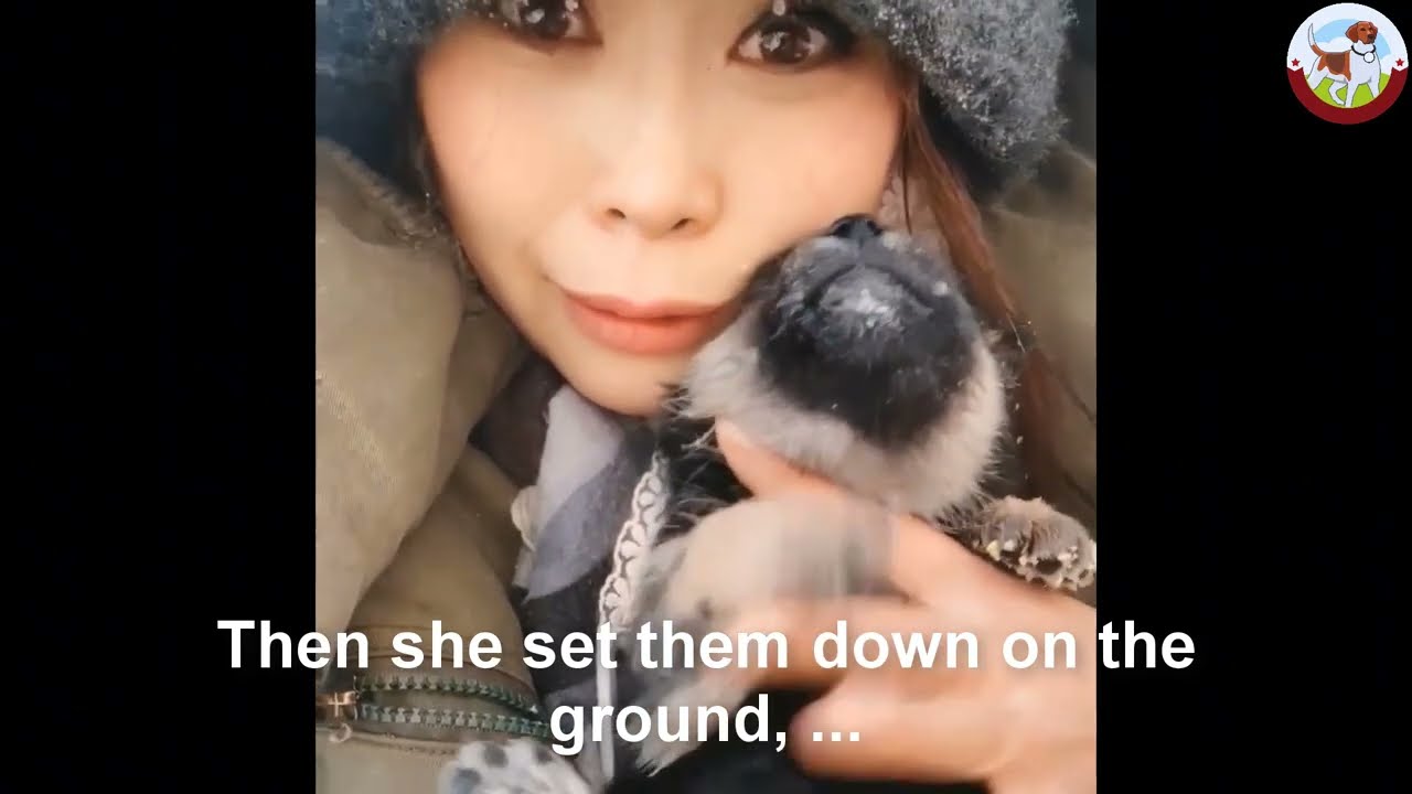 -15 °C, six puppies huddled in a snowstorm, crying desperately