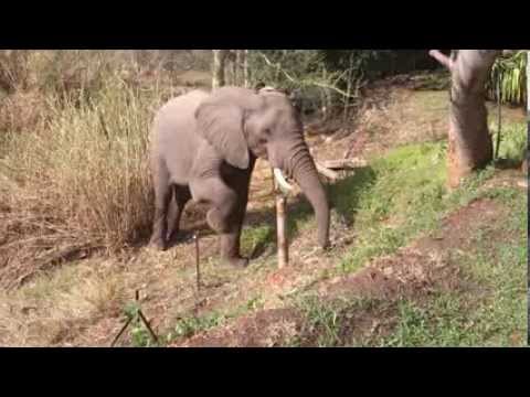 Wild elephant climbs over electric fence in Fish Eagle Bend