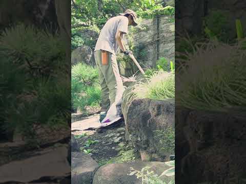 花の種を蒔くのに適した時期はいつですか?ヒックエヌンクは5種スタート！  庭園