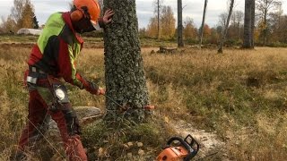 Safe and precise - How to cut down a tree