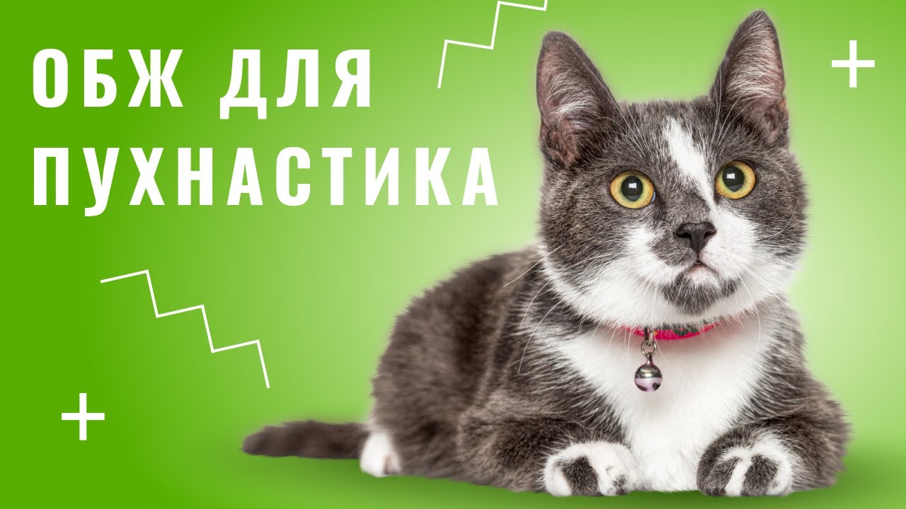 YouTube video preview