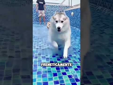 Il cane grande impara a nuotare… e il piccolo? 🐶🏊