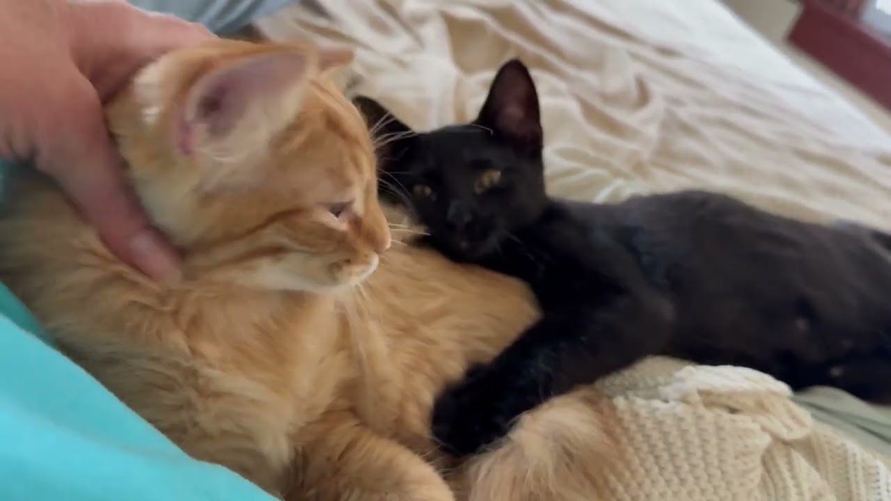 Dunkin - adorable little floofy sweetheart, a ADOPTABLE Domestic Long Hair in Neenah, WI video 6/6
