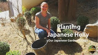 Planting Japanese Holly as Boxwood Replacement | Our Japanese Garden Escape