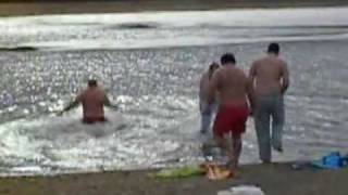 Ohio Polar Bear swimming