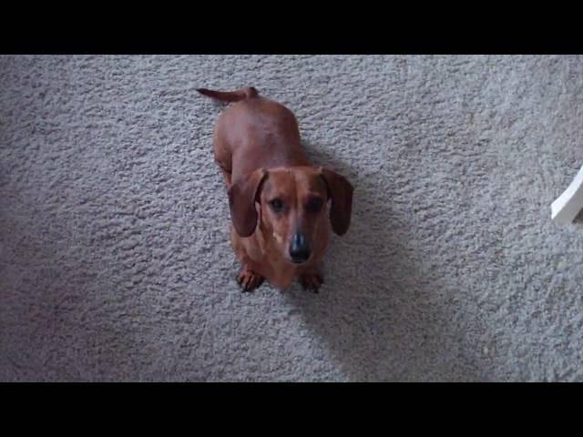 Teaching Odie to Sit, Wait, and Okay
