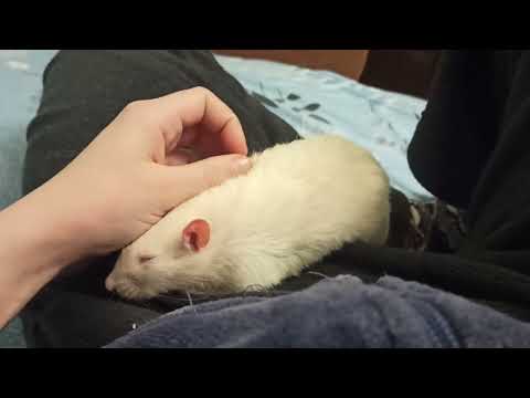 Fedya, my best rat ever.
