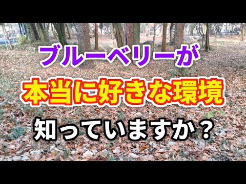 菌根:美しい植物の秘密 トピックス
