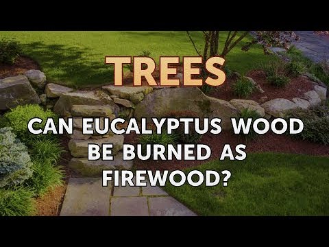 download lagu mp3 mp4 Eucalyptus Firewood Drying Time, download lagu Eucalyptus Firewood Drying Time gratis, unduh video klip Eucalyptus Firewood Drying Time