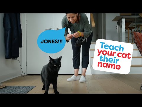 Teach Your Cat Their Name And To Come - YouTube