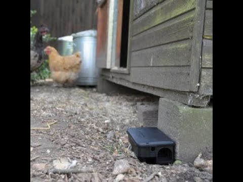 The Big Cheese Rat & Mouse Bait Station | Toolstation