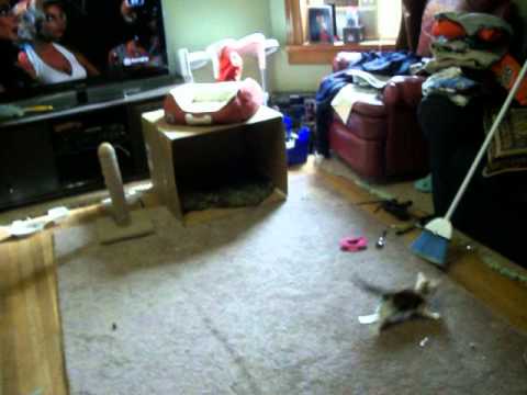 kittens react to vacuum