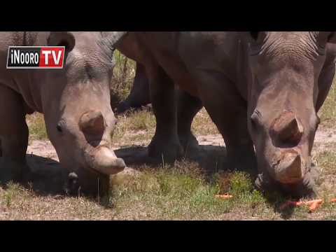 Matumbi ma munyi(White Rhino) kugethwo nigwo citikahuke