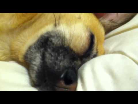 Chihuahua snoring in her sleep