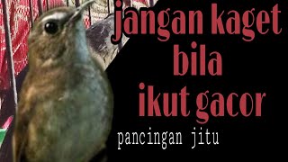 Download lagu pancingan burung jongkangan SEMUA BURUNG JONGKANGAN PASTI NYAUT ampuh untuk semua burung jongkangan! mp3