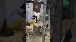 Mr.dog Kennel | lab puppy | Coimbatore| #pets #petlovers ....