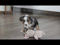 Miniature Australian Shepherd dogs for sale: Anson - Video 1