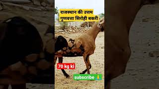 #राजस्थान की उत्तम गुणवत्ता सिरोही बकरी #sirohi #goat #female #bittugoatfarmajmer  7014264479💯