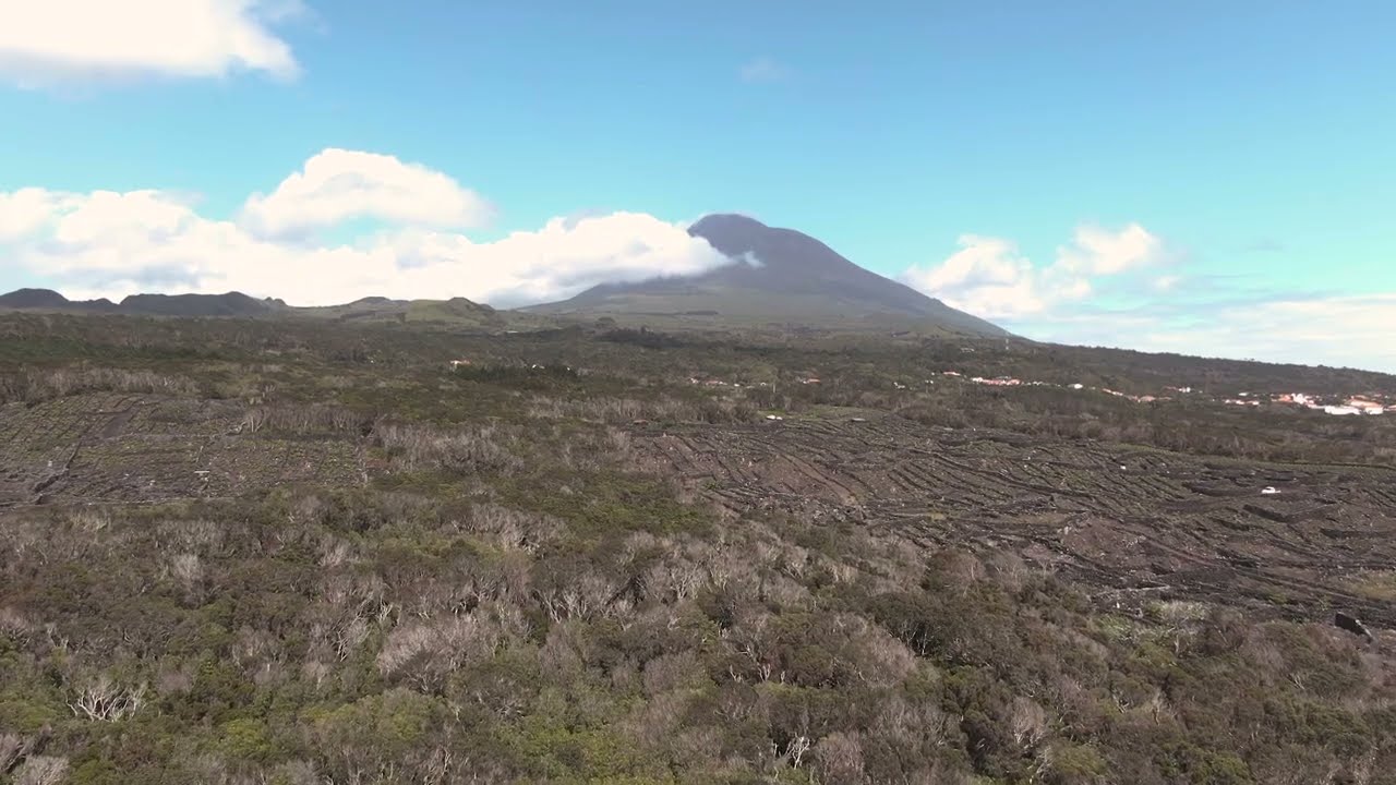 Pico Island Wine Cooperative - Picowines