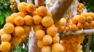 Download lagu SELASA 17/03/26 LACE 21.30 mp3