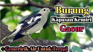 Download lagu Burung Kapasan Kemiri Gacor !! Plus Gemericik air Untuk Terapi Burung#Masterankapasankemiri mp3 Download lagu Burung Kapasan Kemiri Gacor !! Plus Gemericik air Untuk Terapi Burung#Masterankapasankemiri mp3