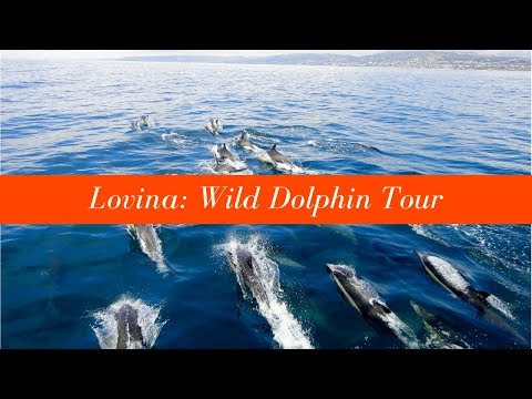 North Bali Dolphin