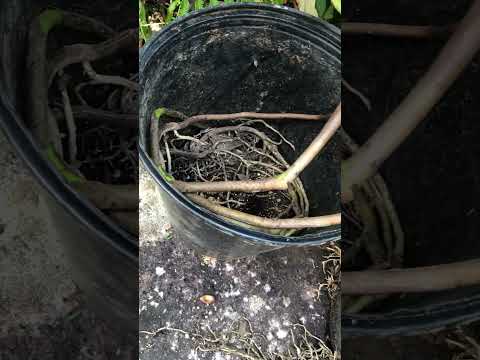 翡翠の木の気根？あなたの植物はあなたに何を伝えようとしているのでしょうか？  庭園