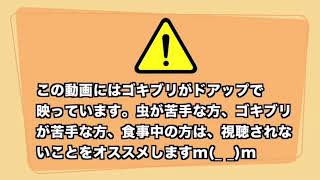 ヒカキンさん家のゴキブリまとめ！