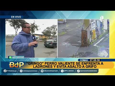 Conozca a "Gringo", el perrito que se enfrentó a ladrones y frustró robo en grifo de Comas