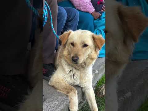 Medicina Preventiva Veterinaria en Pesillo, Cayambe