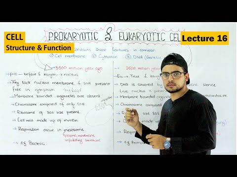 Prokaryotic and eukaryotic cell | Differences and Similarities | Video 16