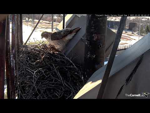 Arthur Delivers Giant Piece Of Bark For The Cornell Hawks Nest Bowl – March 5, 2021