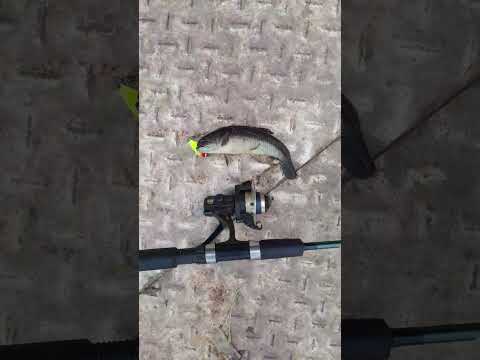 Pesca de Hoplias ñataensis con cucharas y moscas UL. La Verde Chaco