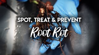 Root Rot 101 : How to Spot, Treat and PREVENT Root Rot!