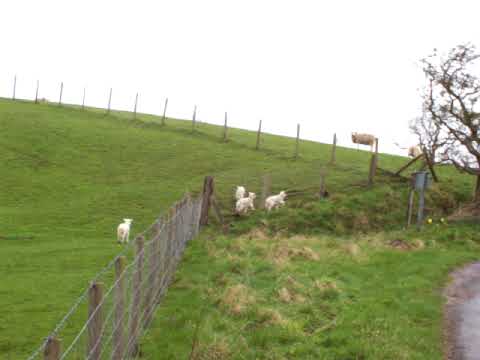 Skipping Lambs