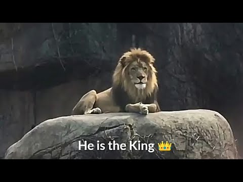 Lion attitude status 🔥🔥 king of the jungle 👑