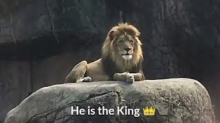 Lion attitude status 🔥🔥 king of the jungle �