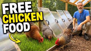 How I Grow Fresh Food for My Chickens